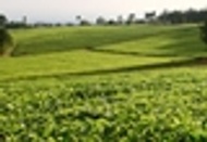 Royal Tea of Kenya, Rift Valley Green from Grey's Teas