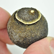 ZHENG SHAN XIAO ZHONG BLACK TEA CURED IN KING ORANGE from Yunnan Sourcing