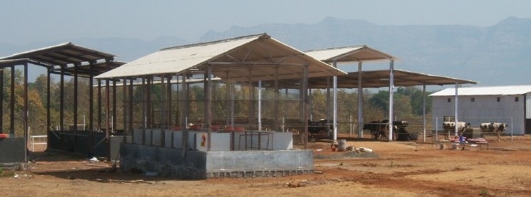 Efficient housing shed in dairy farming. Learn about housing for a dairy farm from experts at Teplu