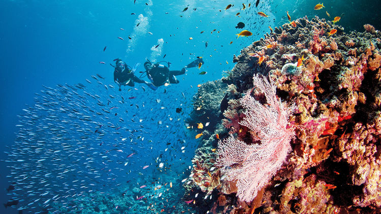 Diving & Snorkeling the Reef