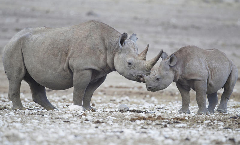 rhino_pic1jpg