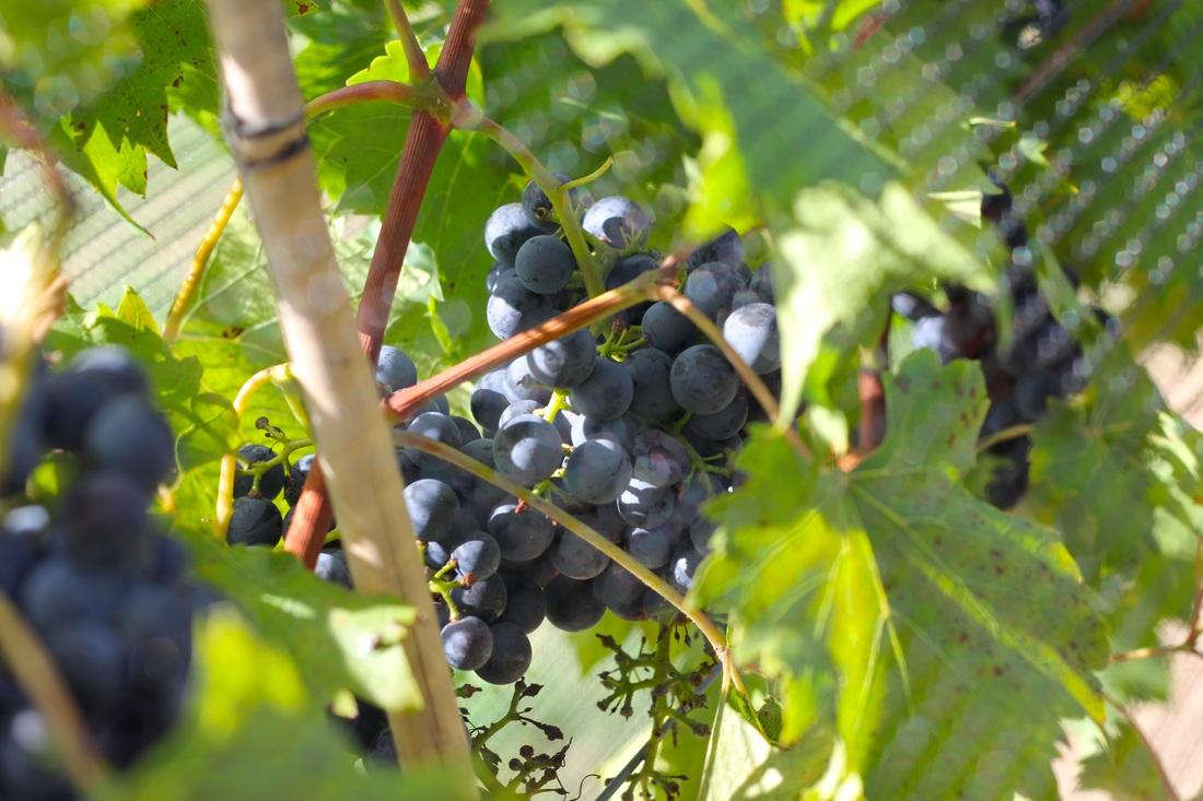 Wine Tasting voucher photo 1
