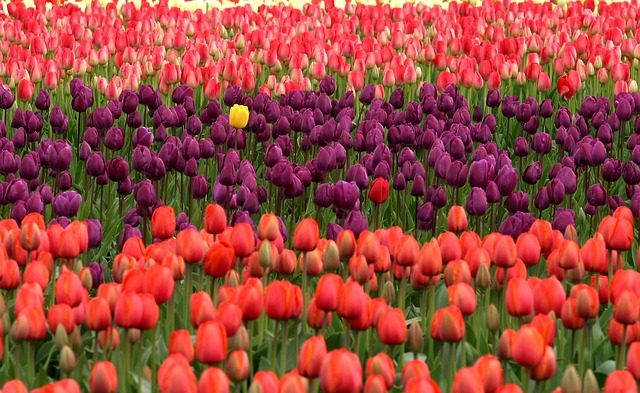 Tulips