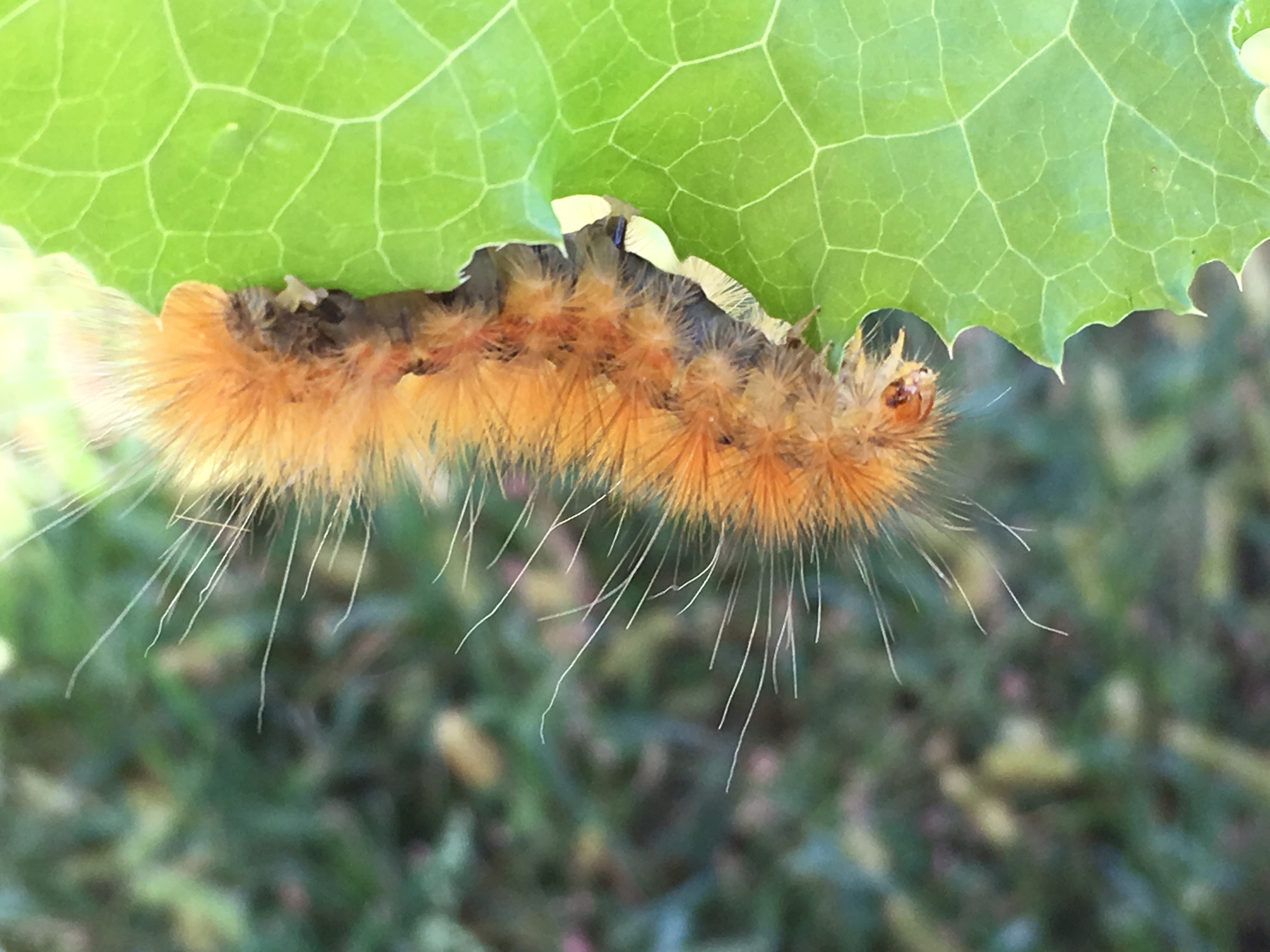 New little backyard friend