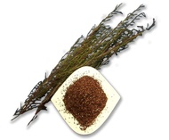 Red Rooibos with Sutherlandia from Suffuse Tea