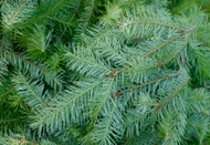 Pine Tea from Custom