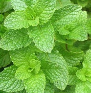 Spearmint from Madametj's Fresh Garden