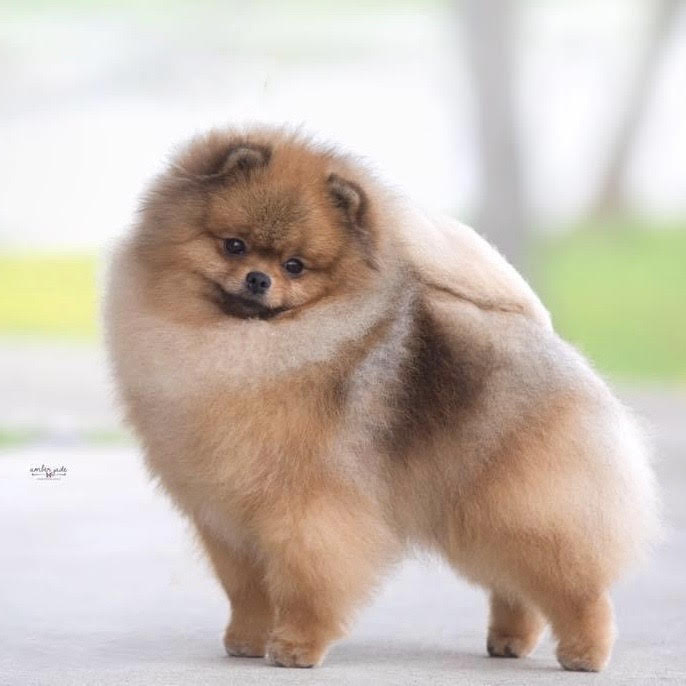 pomeranian show cut