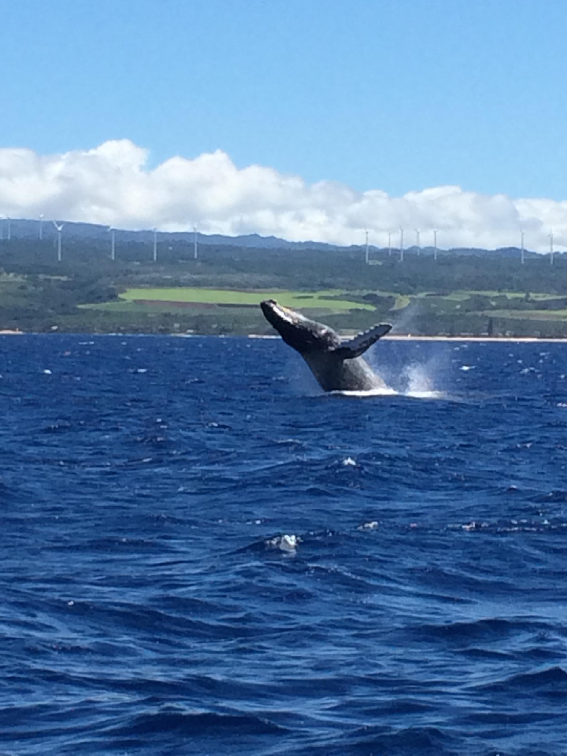 Early Bird Whale Watch in Haleiwa, Oahu - Honolulu