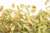Quebec Linden Organic from Camellia Sinensis
