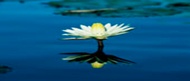 Namaste from Adagio Custom Blends