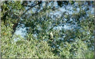 Sweet Spring Green from Adagio Custom Blends