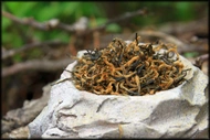 Golden Eyebrow — Jin Jun Mei, Spring 2020 from Whispering Pines Tea Company