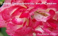 Sweet Strawberries & Cream from Adagio Custom Blends, Rachana Carter