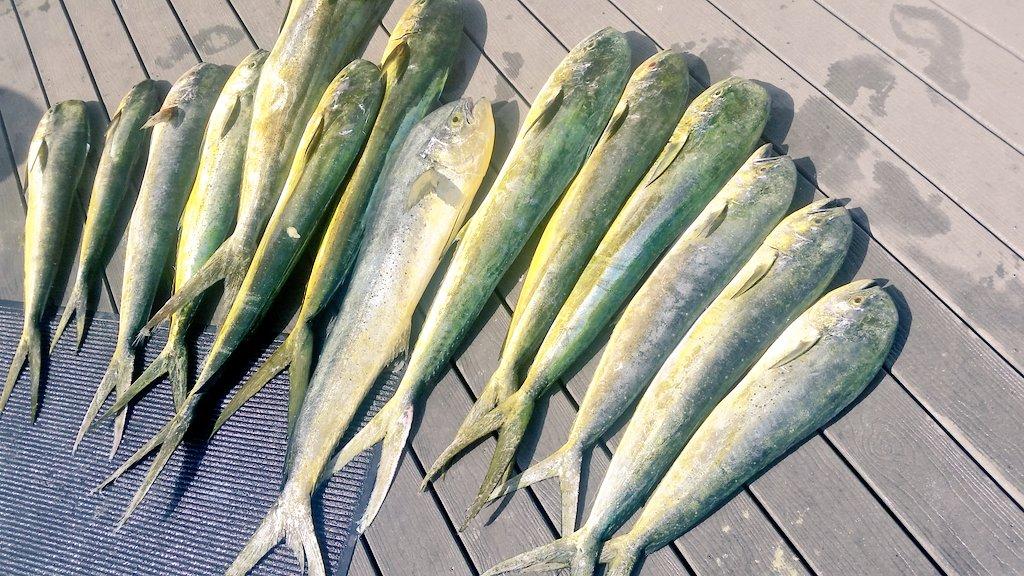 Fishing Charter photo 1