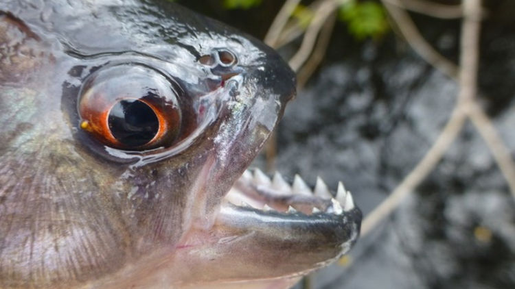 Eat some piranhas in Venezuala