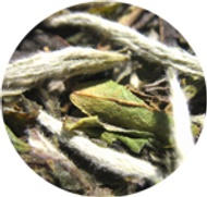 Organic White Peony from The Tea House