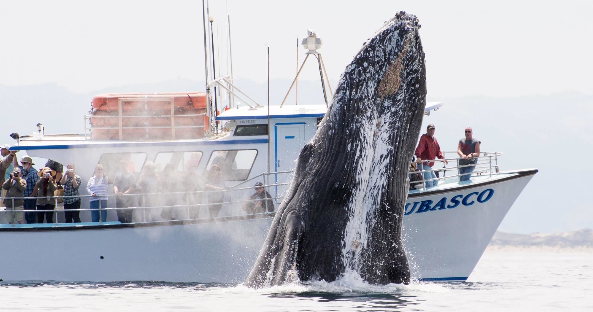 Whale Watch (3-4hrs) photo 1