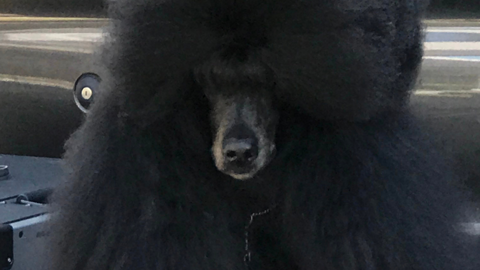 The Ultimate Guide to Poodle Club of America Leading Edge Dog Show