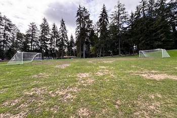 Athletic Field Grass