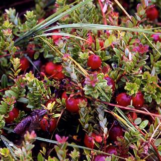 Cranberry Farm Tour photo 2