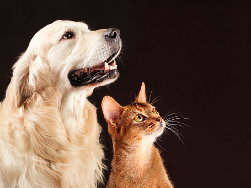 FURever Friends of Albany logo