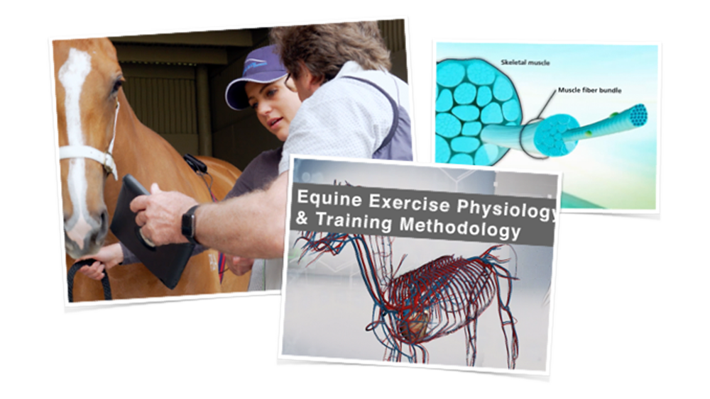 Equine Exercise Physiology & Training Methodology Australian Equine