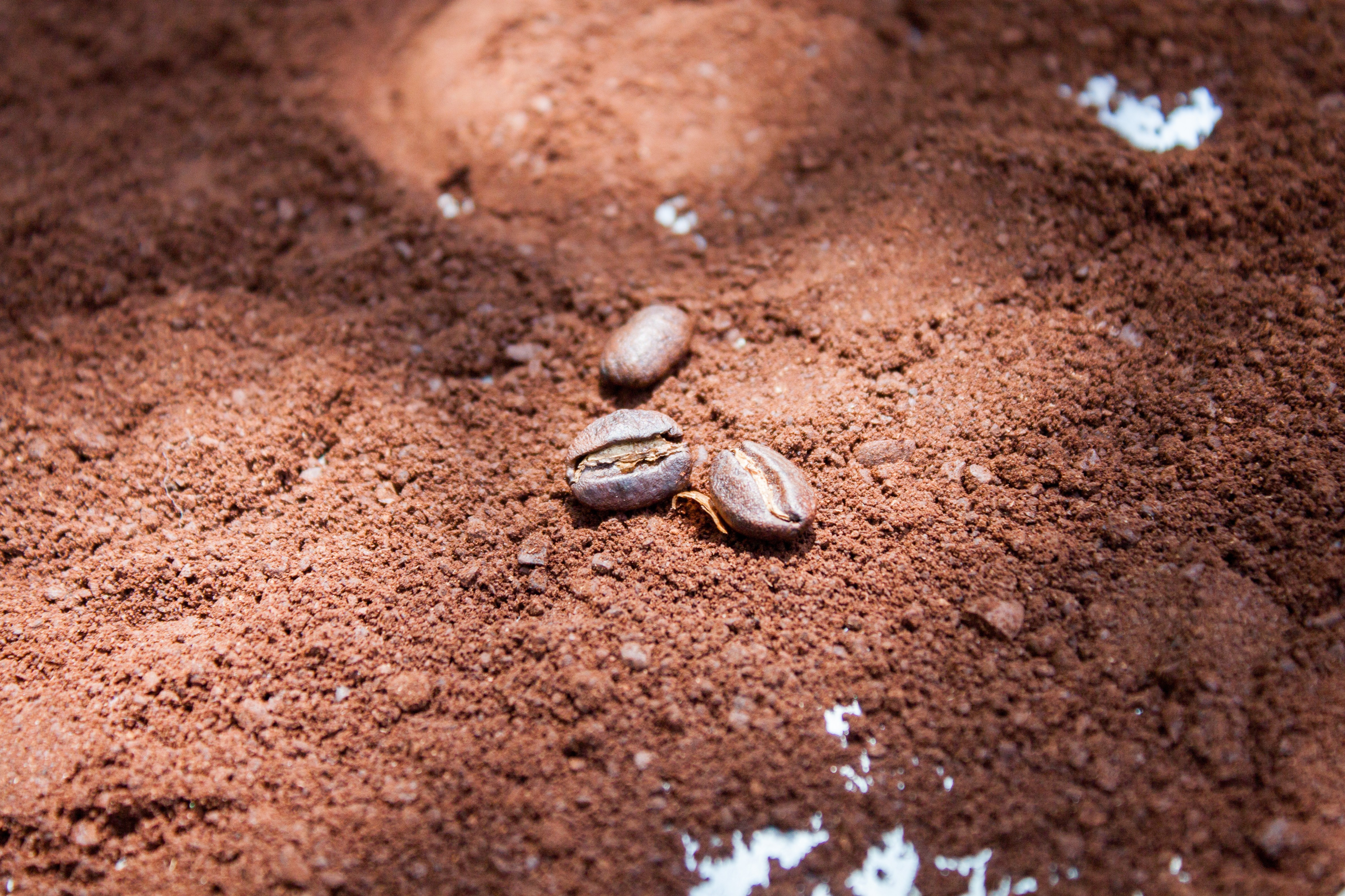Coffee Tour
