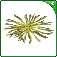 Tai Ping Hou Kui Green Tea 2013 from Wan Ling Tea House