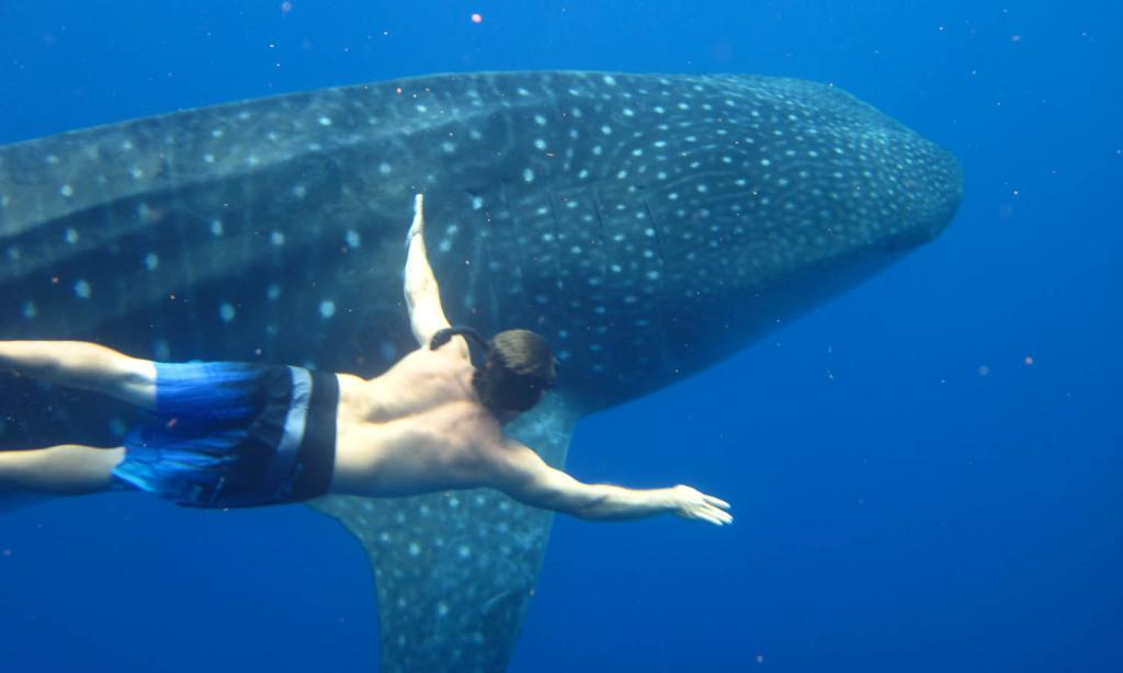 Snorkeling Expedition Along South Kona Coast, Hawaii - Kailua-Kona