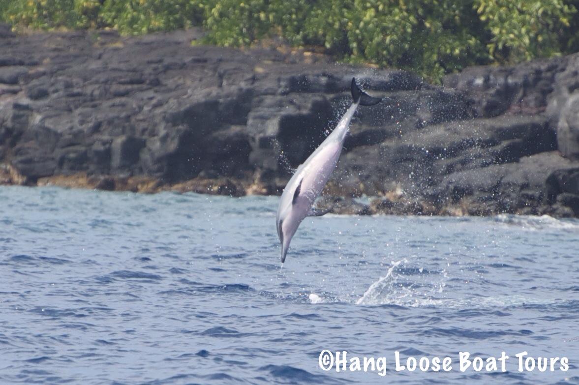 Manta Ray Night Adventure with Hang Loose Boat Tours in Kona - Kailua-Kona