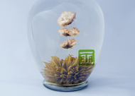 Chrysanthemum from The Tea Forest