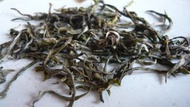 1500m (4500 ft.) Frosty Spring Yunnan Roast Green, First Day Harvest (2012) from Life In Teacup