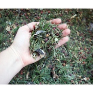 Deep Forest Tea from Kings Road Apothecary