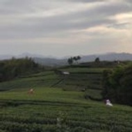 high elevation bai lu white from Verdant Tea