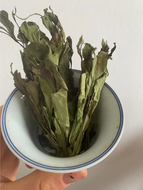 Old Tree Gong Mei from The Sweetest Dew