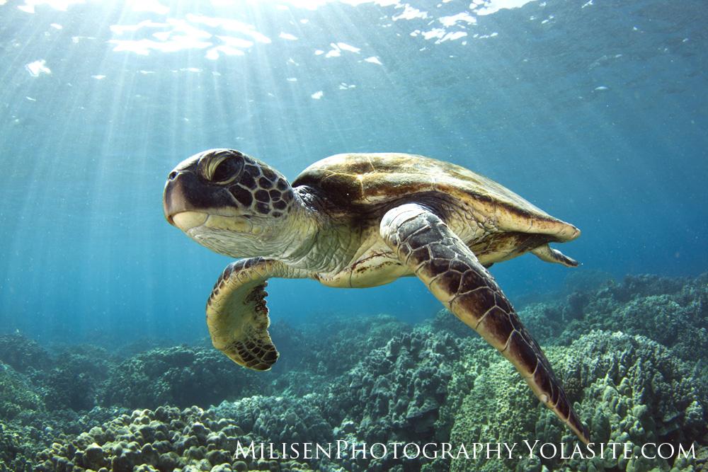 Honu One Private Charter photo 1
