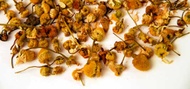 Chamomile from Shanti Tea