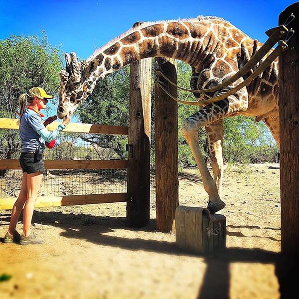 Genius giraffe kibo giraffetraining operantconditioning zoo zoolife zookeeper animals outofafrica outofafricawildlifepark jlowthorpjpg