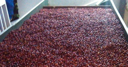 Semi-Private Coffee Plantation Tour ☕️ tour photo 10