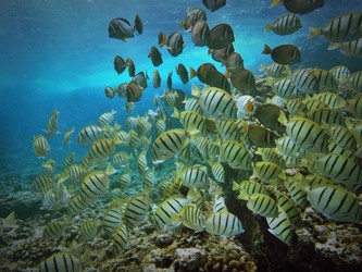 image_0