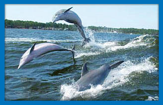 Sunset Cruise-Dolphins Guarantee! Home of the DOUBLESURF!! photo 1