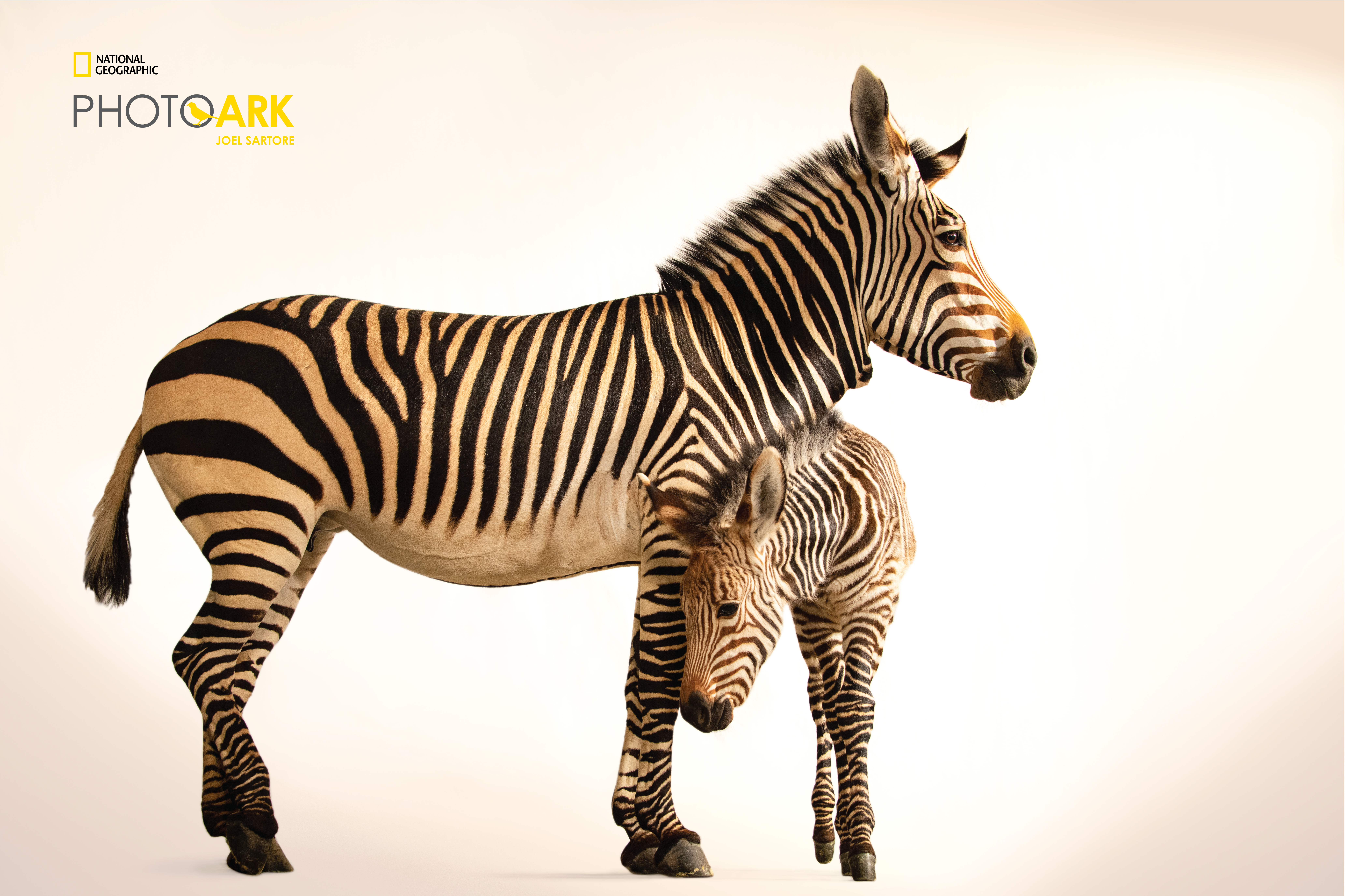 A mother zebra stands with her baby.