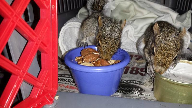 squirrels to rehabjpg