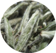 Organic Royal Silver Needle from The Tea House