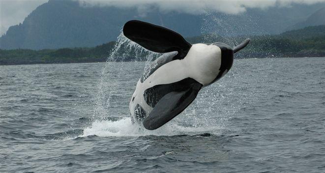 Whale Watching