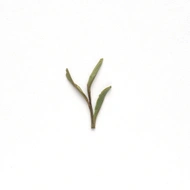 Abandoned Garden White from Spirit Tea