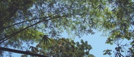 Green Chamoflage from Adagio Custom Blends