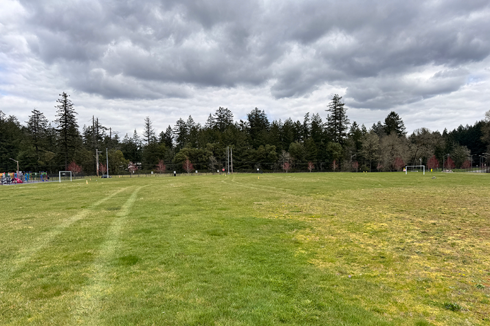 Athletic Field Grass