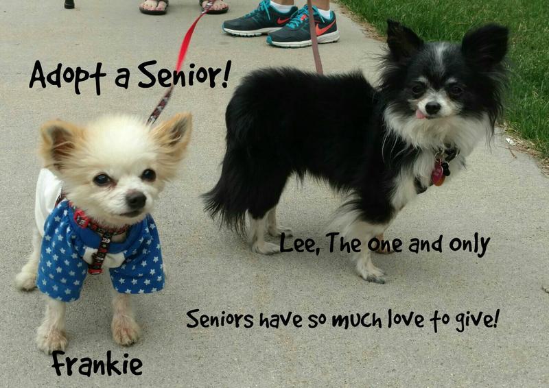 lee and frankie adopt a seniorjpg